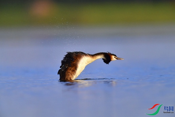 _DSC1605.jpg