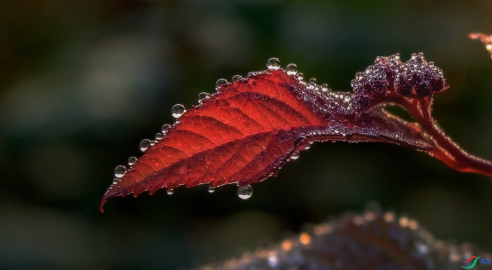 ��Ҷ���ϵ�ˮ��