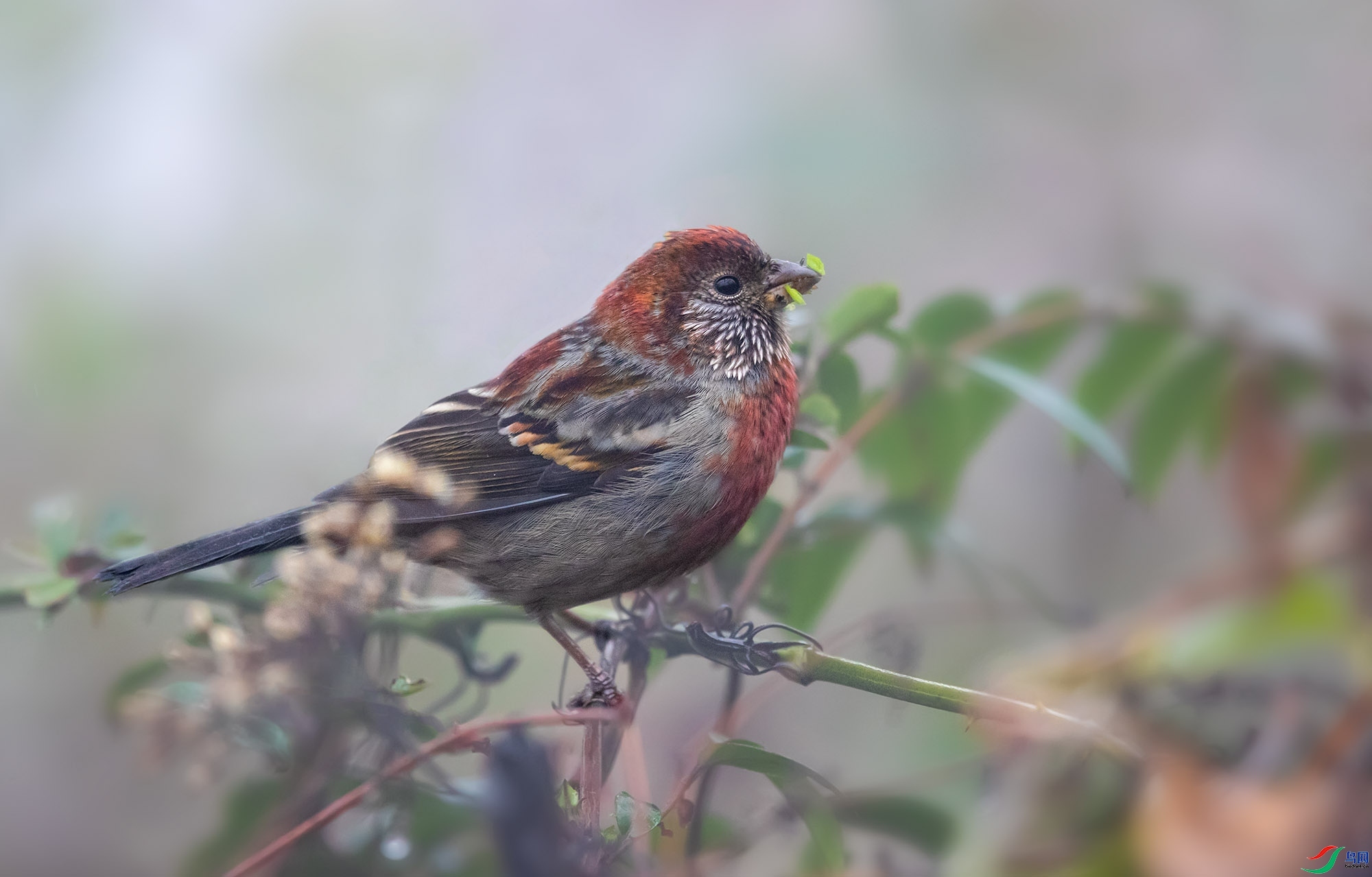 77089  ��ʦ�������Ĵ�ʡ������������1.jpg