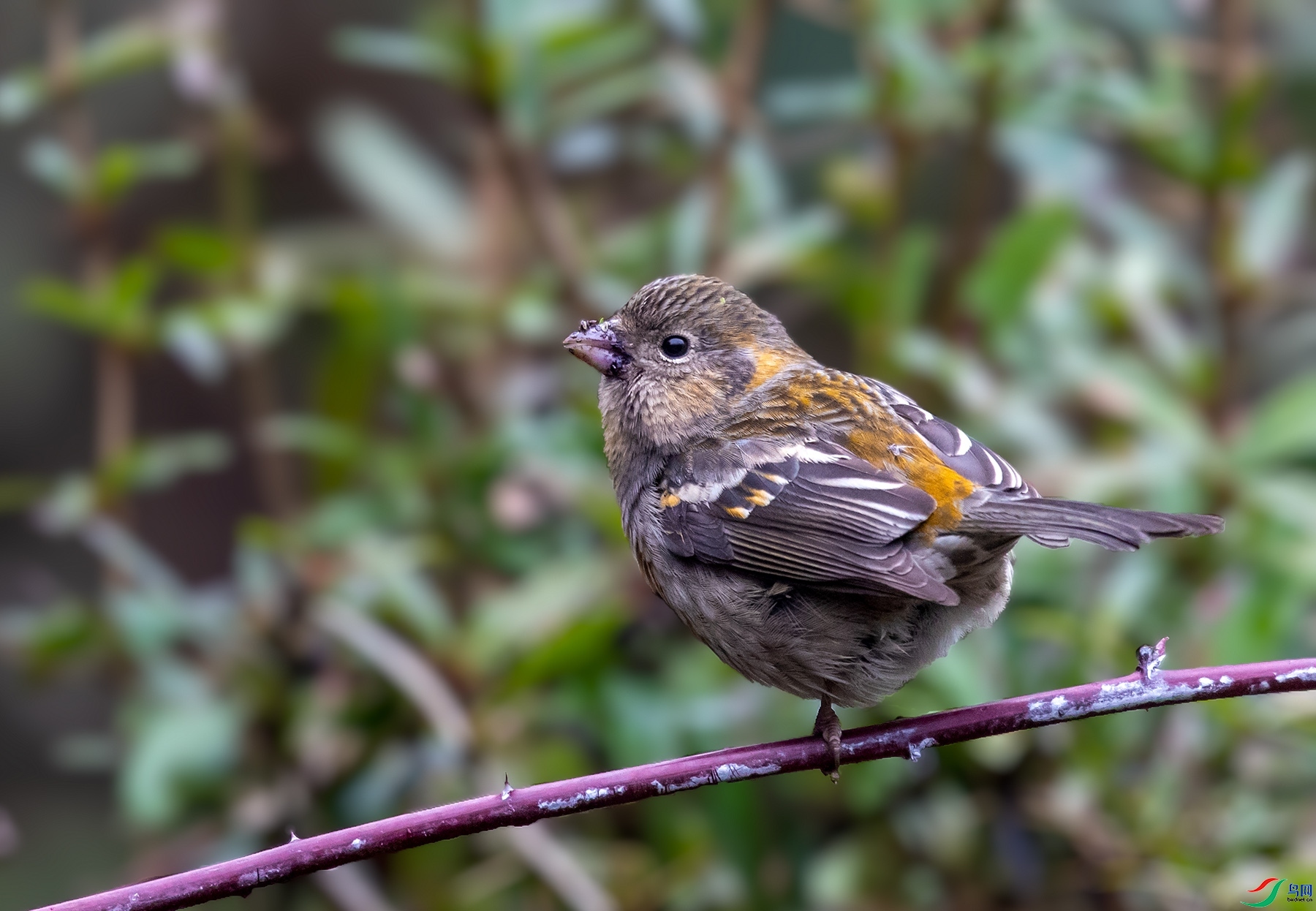 77089  ��ʦ�������Ĵ�ʡ������������22.jpg