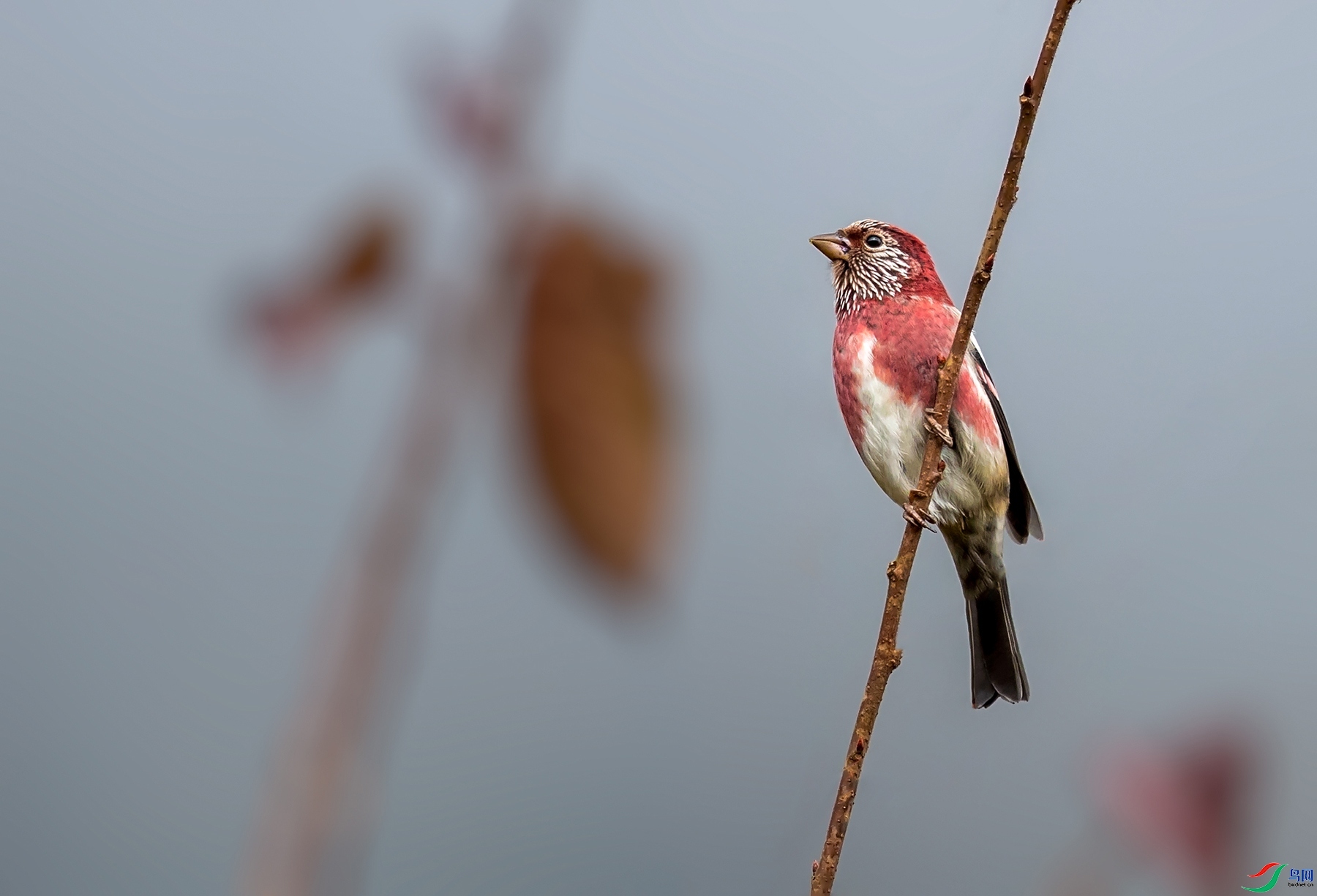 77089  ��ʦ�������Ĵ�ʡ������������11.jpg