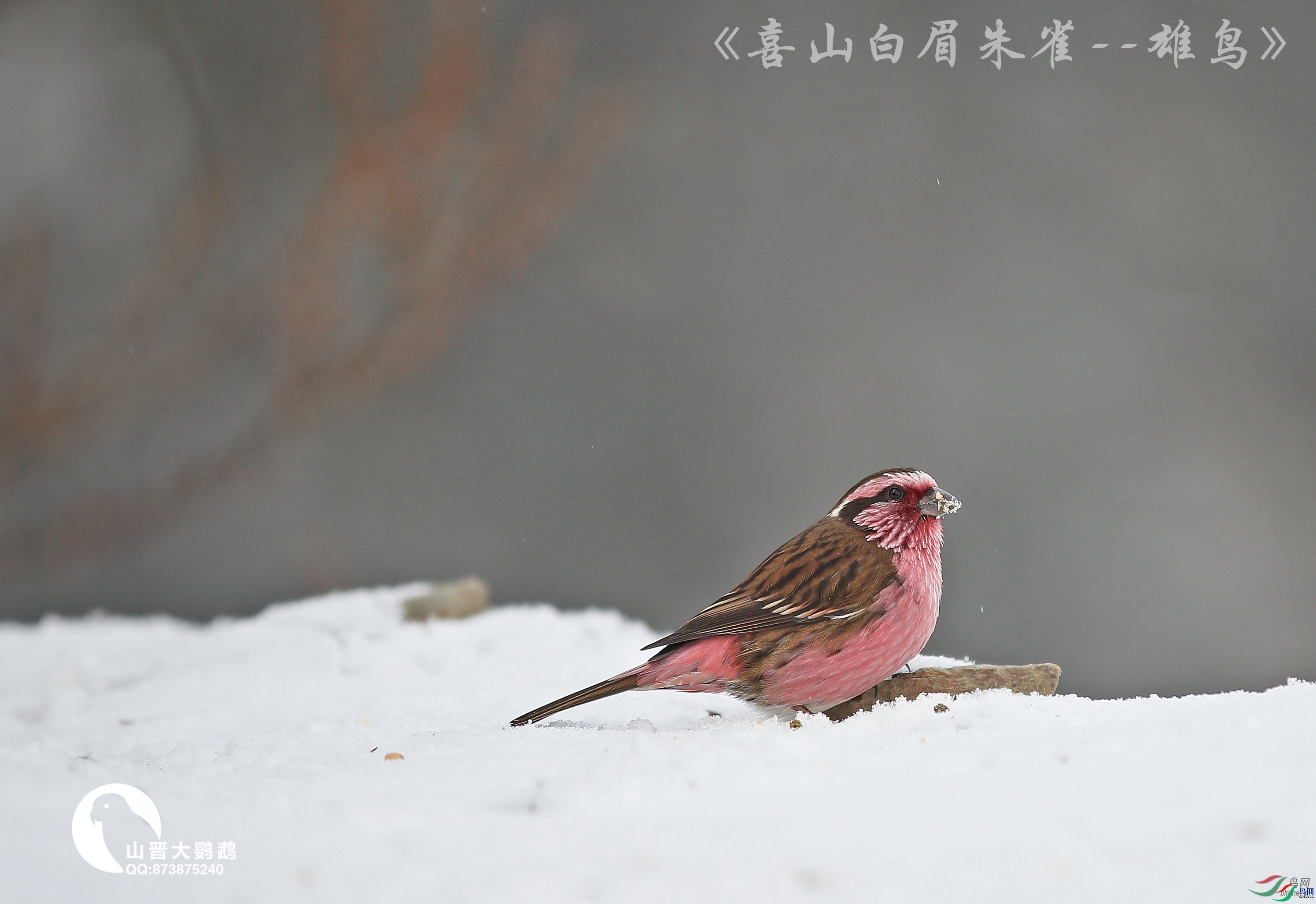 ɽ��������  ��ʦ����������������ɽ�ϵ���.jpg