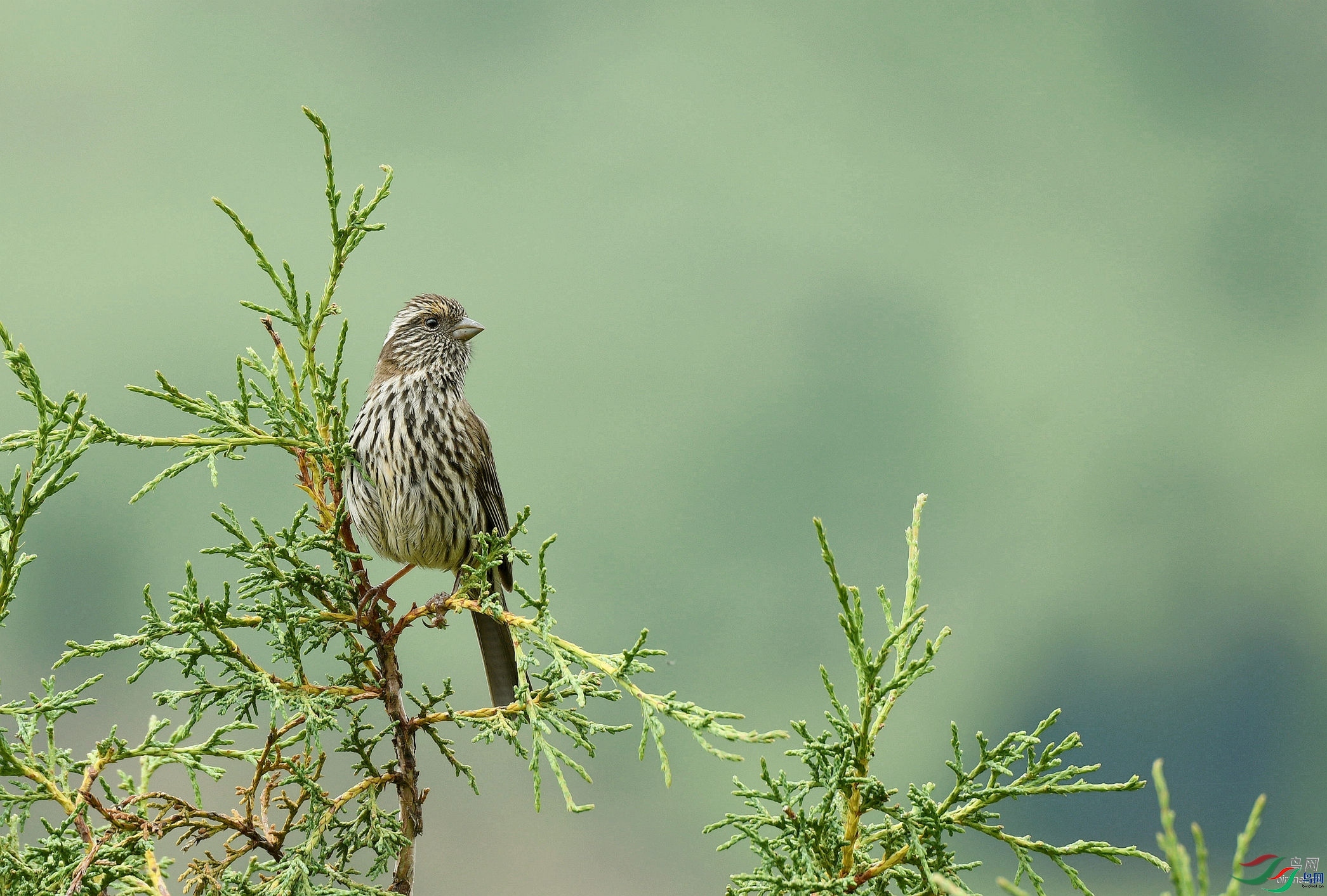 �ķ�ľ��  ��ʦ������������������������ˮ��.jpg