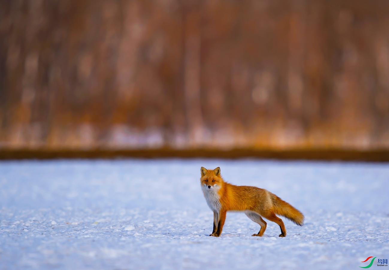��Ȼ��-����-�ϱ��´�-Snow red fox.jpg