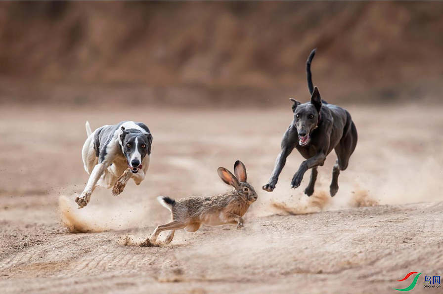 ��-�ϱ��´�xa-Hunting.png
