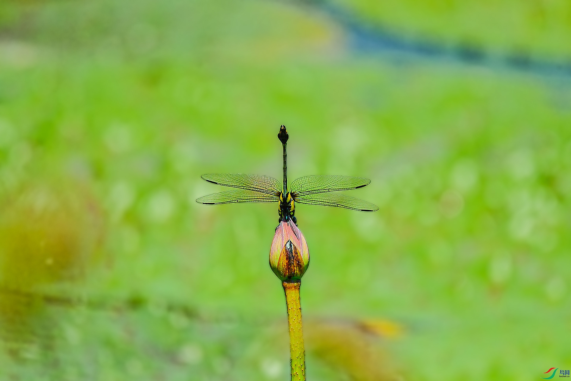 DSC_9019.JPG