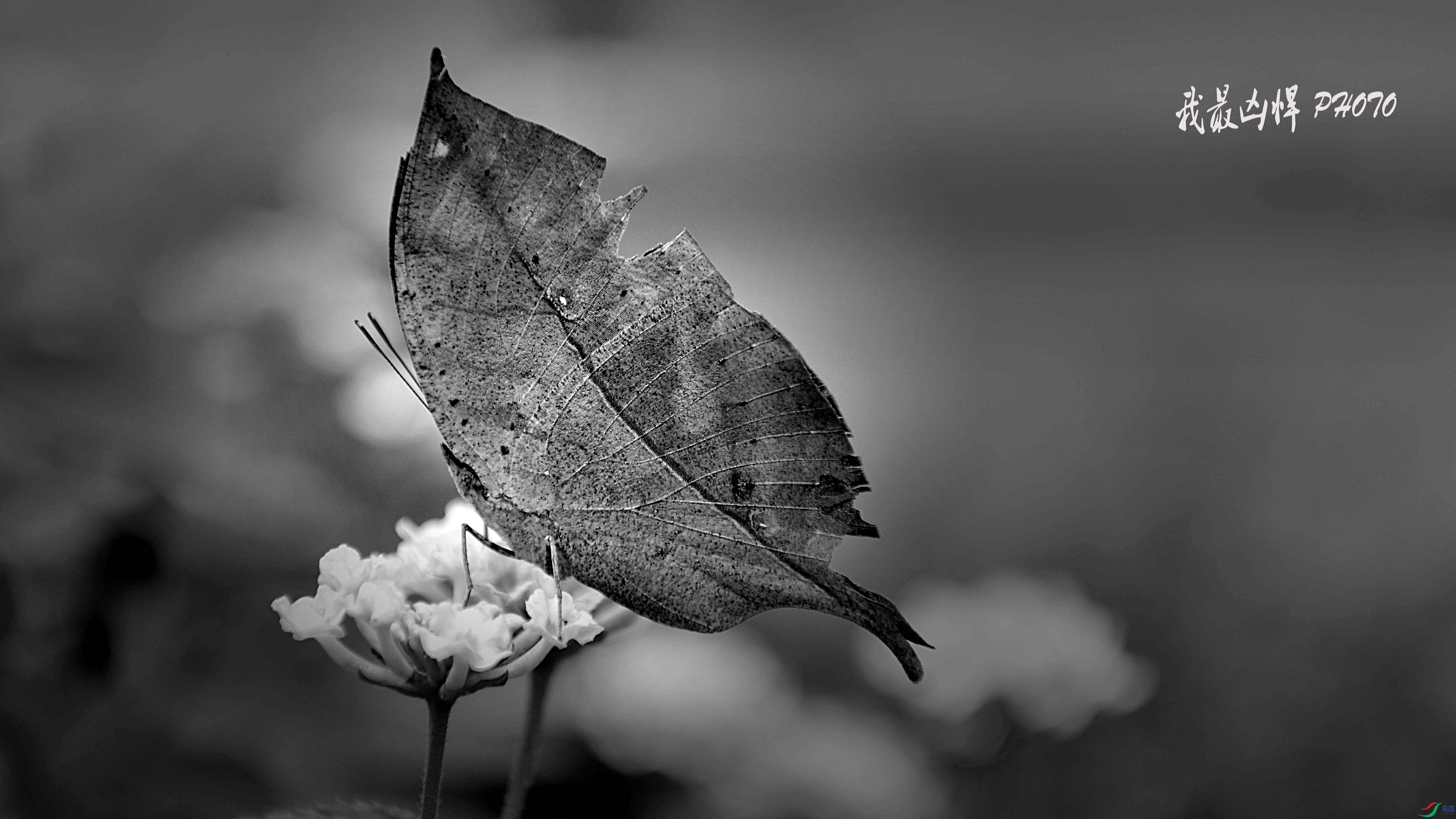 DSC_0156.jpg