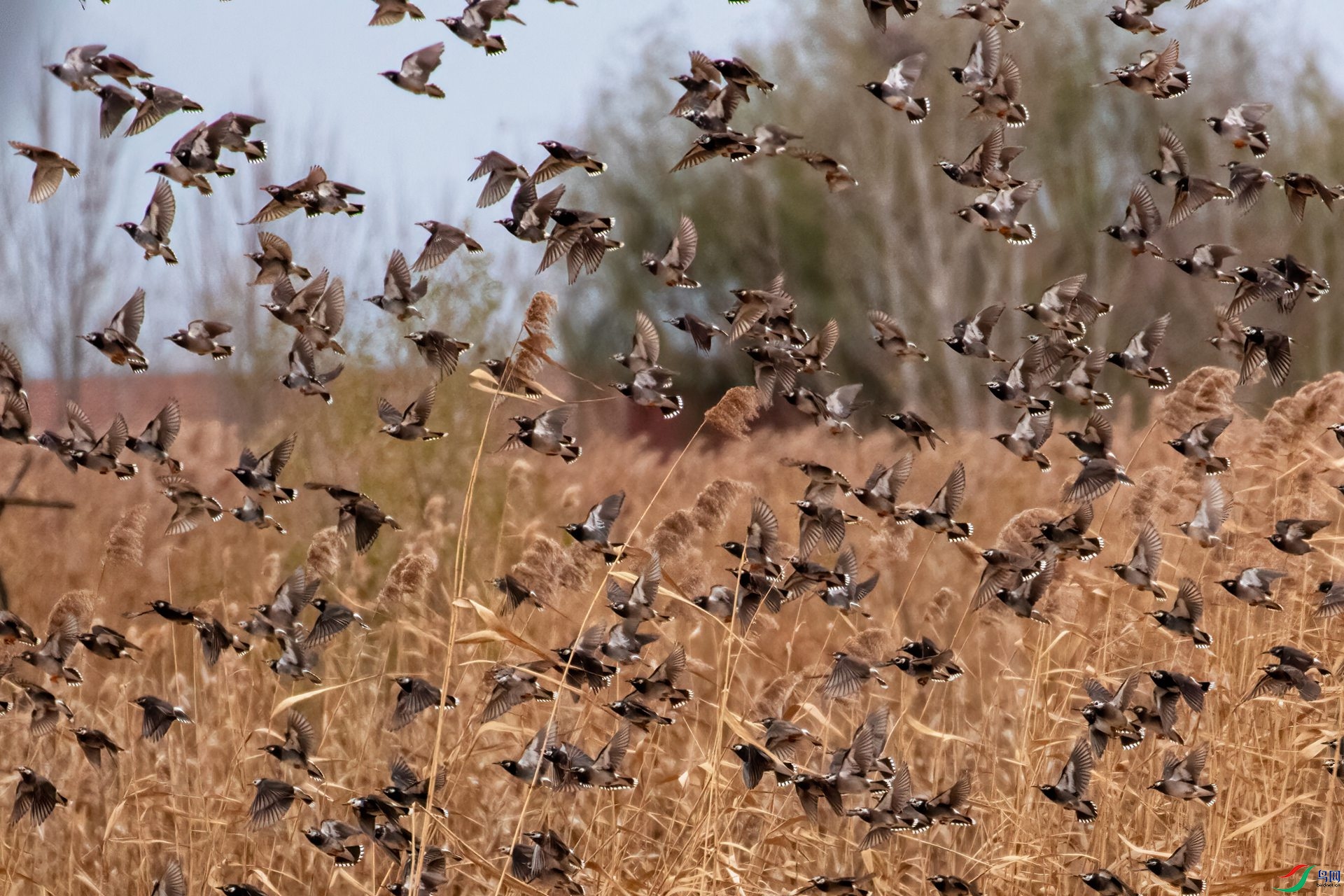 7L6A9989-1 - ����.jpg