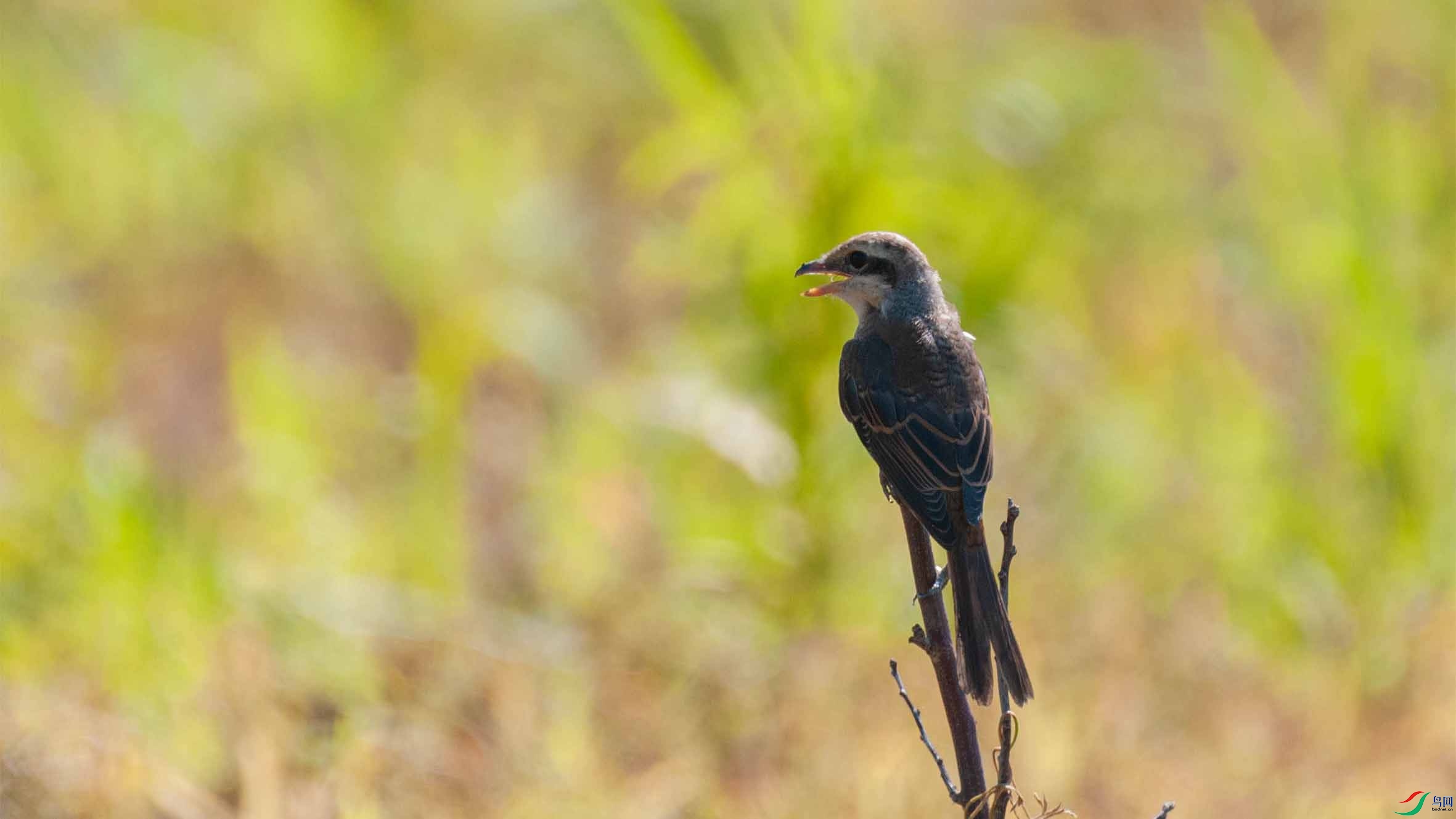 DSC_1470-3.jpg