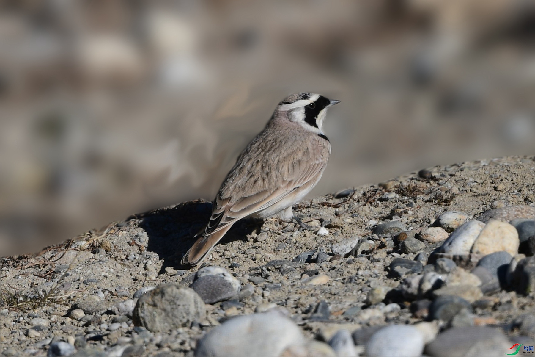 DSC_2615_����Ұ��.jpg
