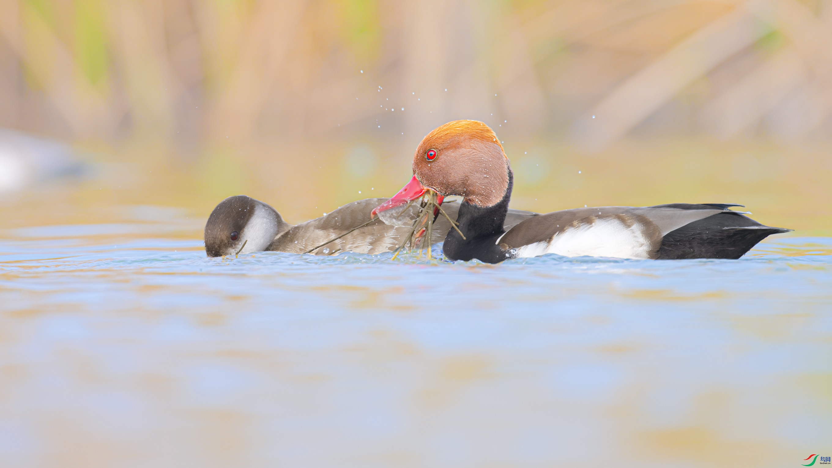 _DSC1285_DxO.jpg