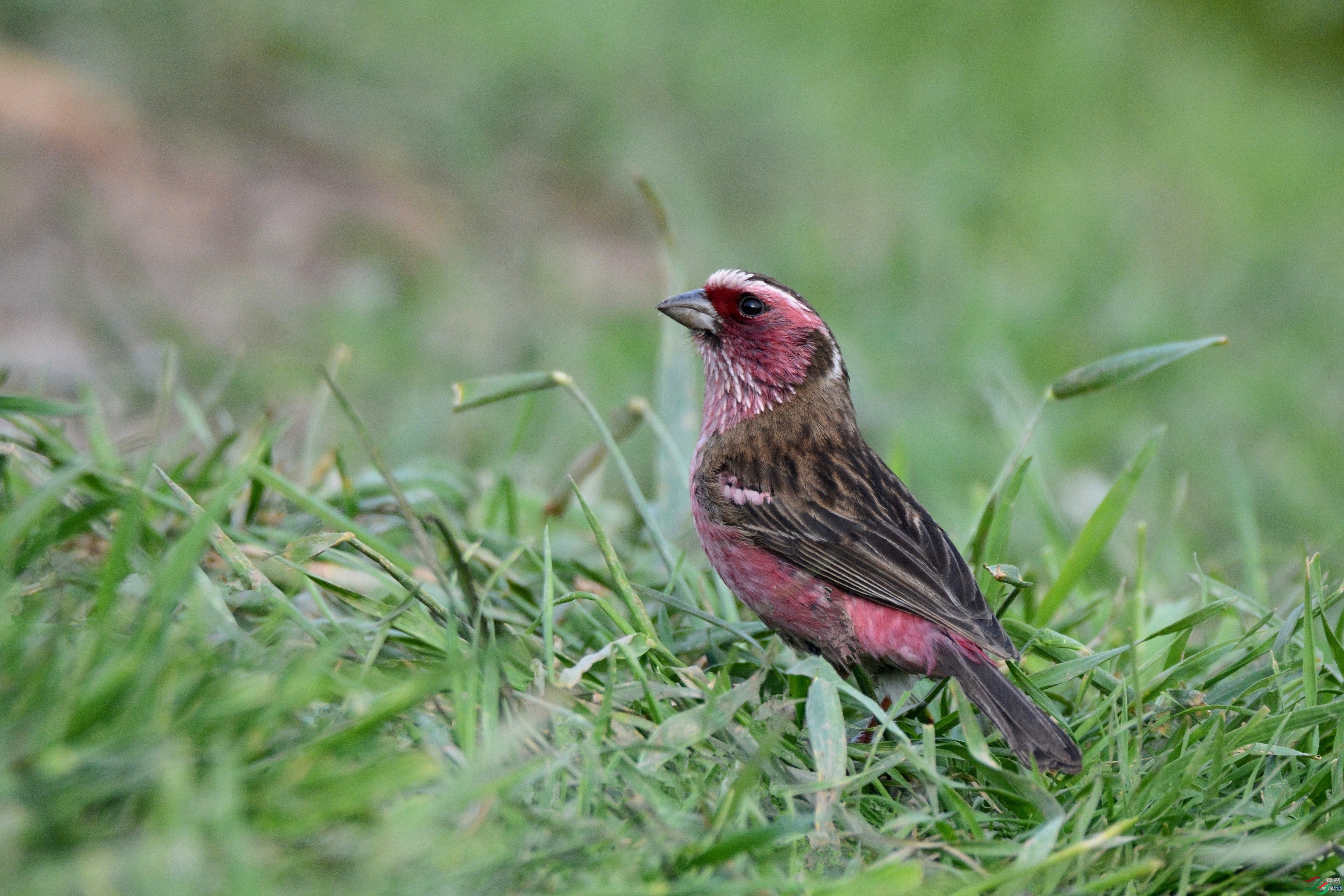 �ຣ·;  ��ʦ�������ຣʡ����������������������.jpg