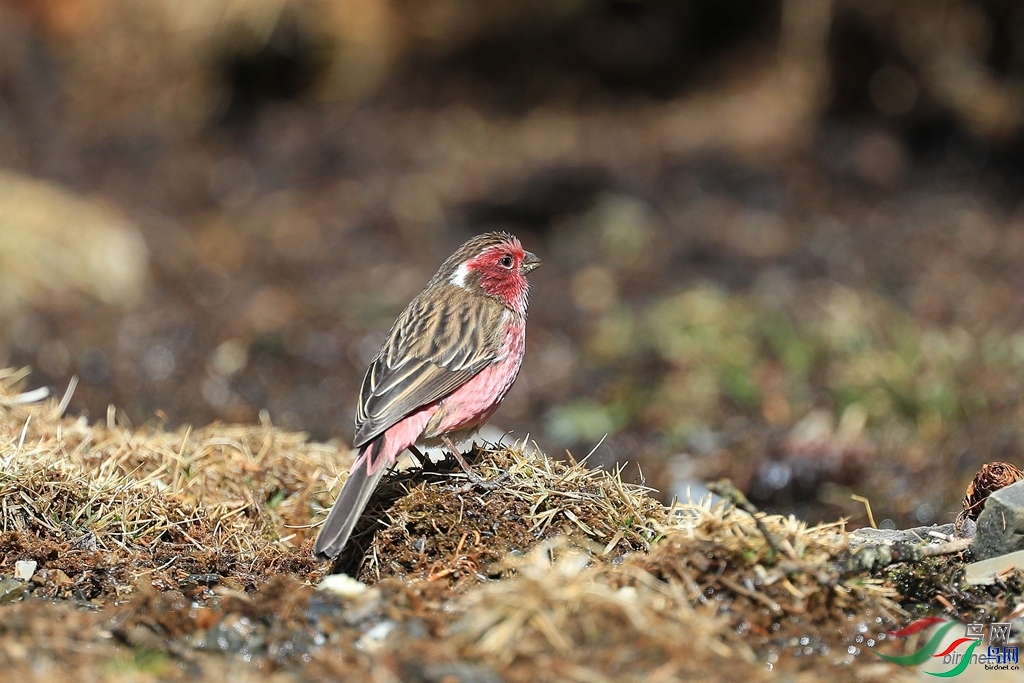 ��ķ  ��ʦ�������Ĵ�ʡ���β��������ݿ�����.jpg