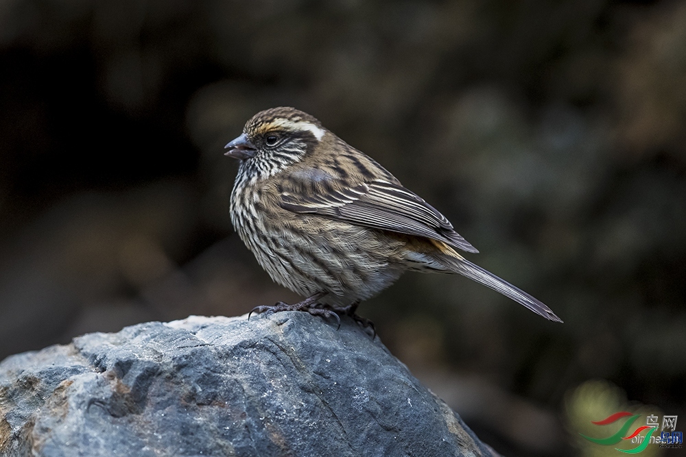 ��ë369  ��ʦ����.jpg