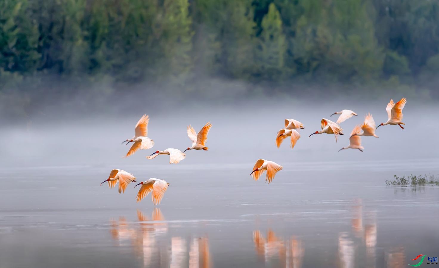 ��Ȼ��-����-�ϱ��´�-Crested Ibis.jpg