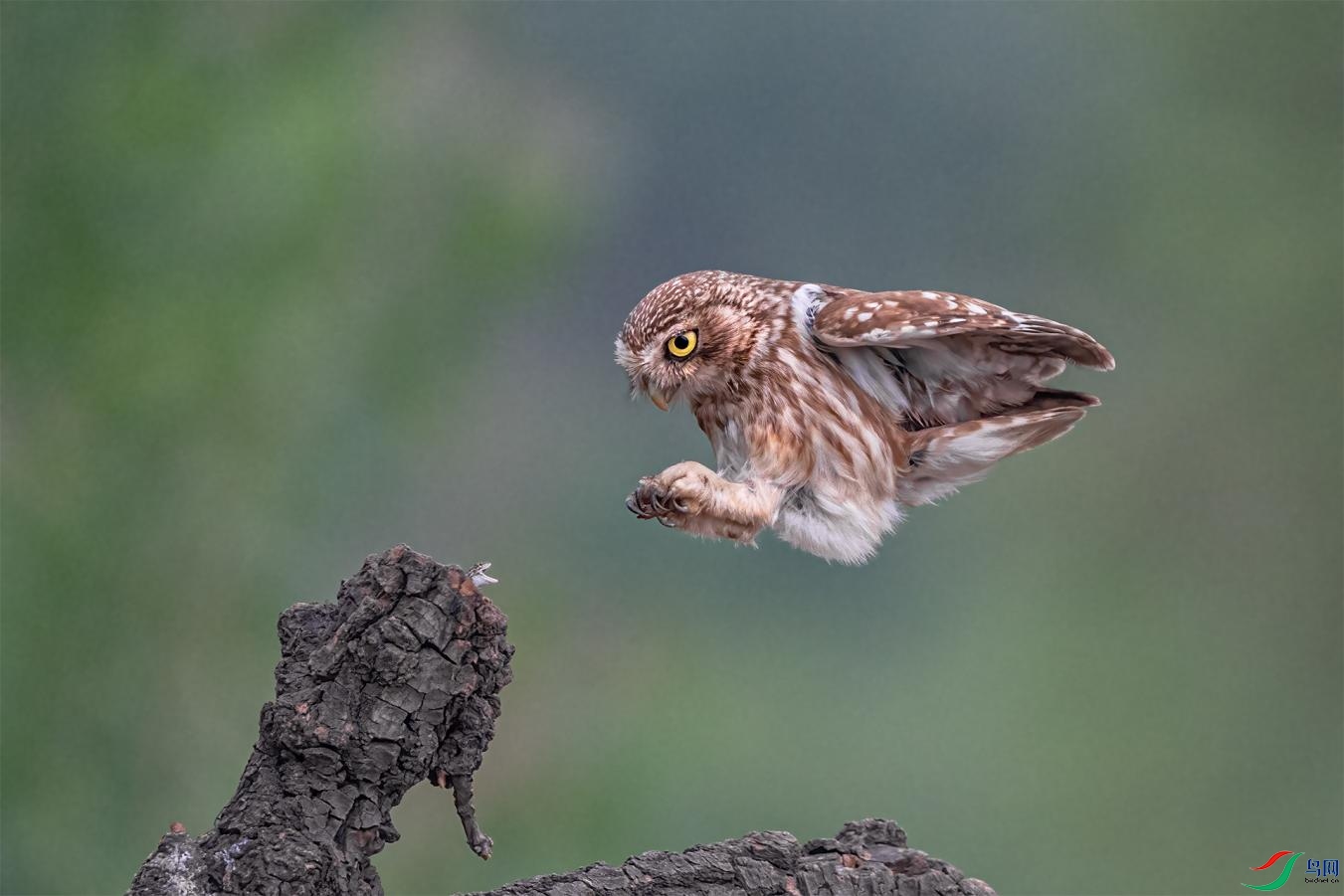 ������-��-Ұɽ��-Owl and snake.jpg
