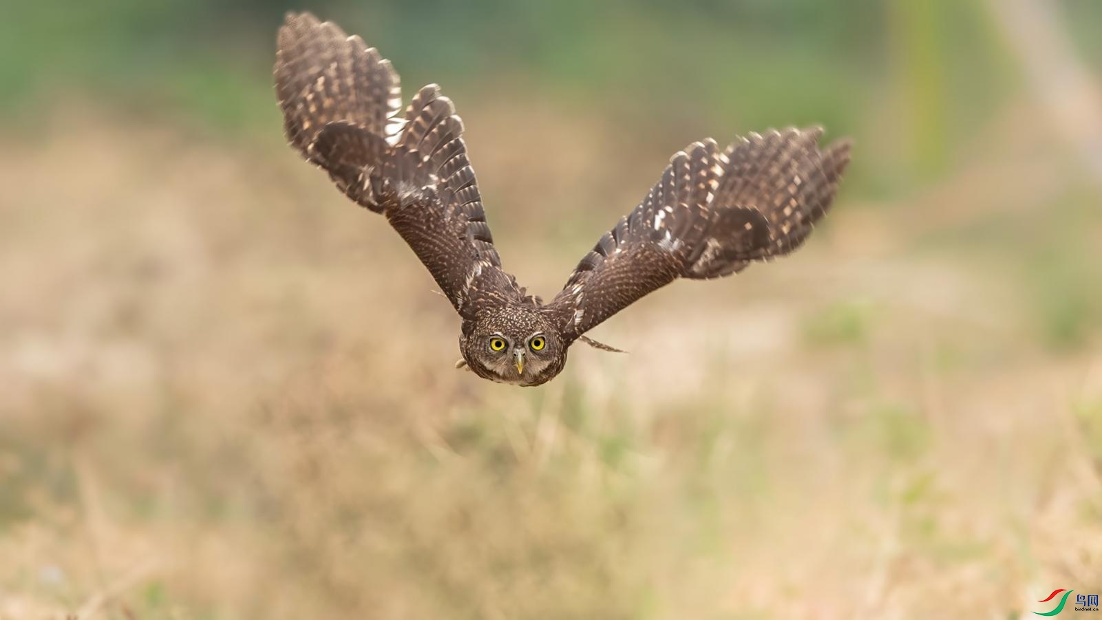 ��ɫ��-����-����-Flying.jpg