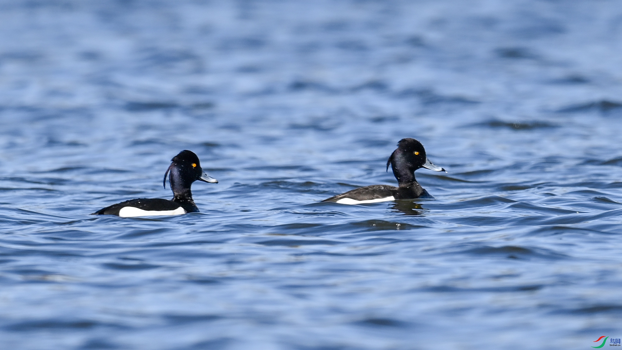 DSC_4482.jpg