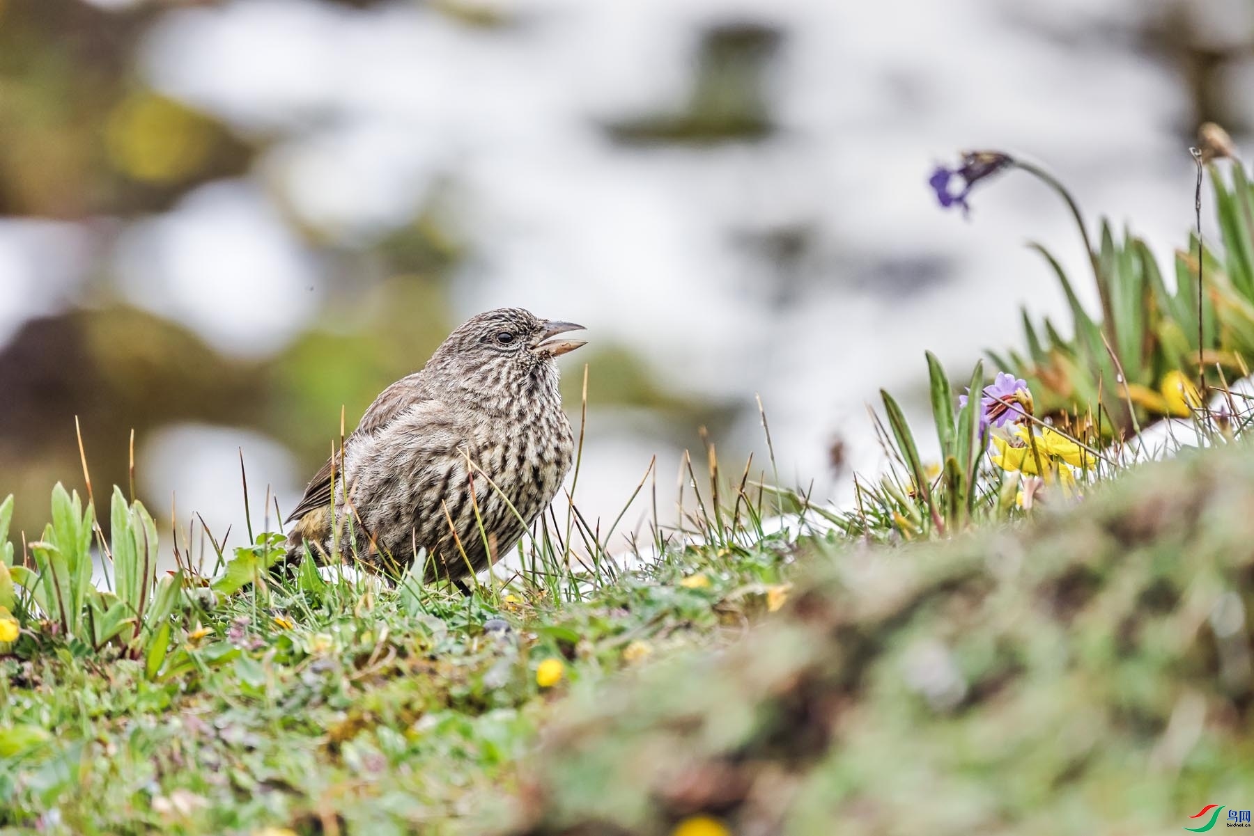 �����ӽ�  ��ʦ�������Ĵ�ʡ���Ӳ���Ǽ���������봨��.jpg