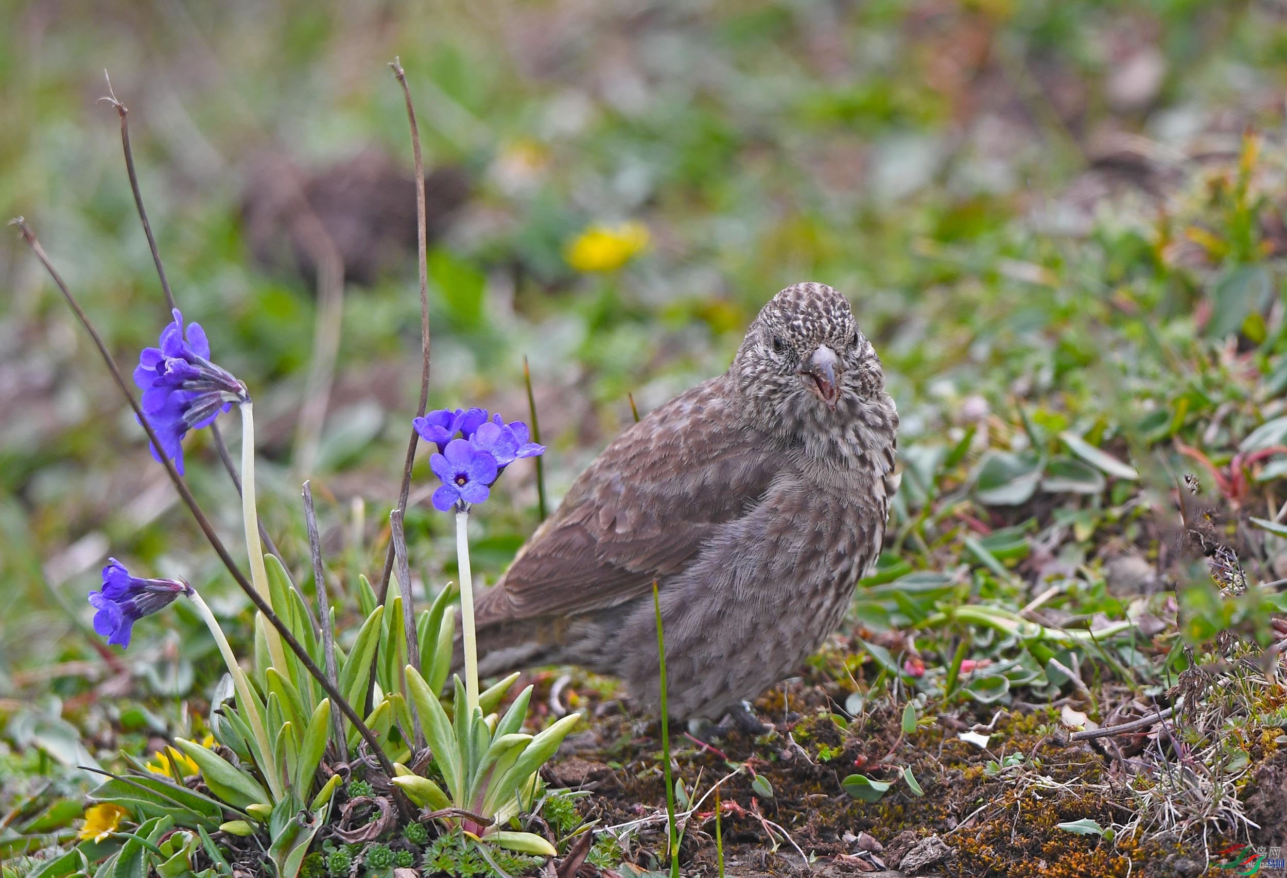 ����ӭ��  ��ʦ�������Ĵ�ʡ���Ӳ���Ǽ���������봨��2.jpg