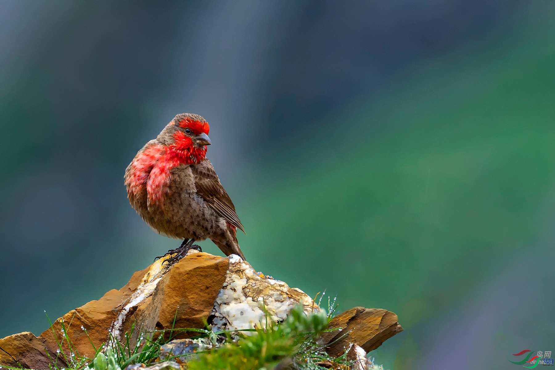 һƬ��Ҷ  ��ʦ�������Ĵ�ʡ���Ӳ���Ǽ���������봨��.jpg