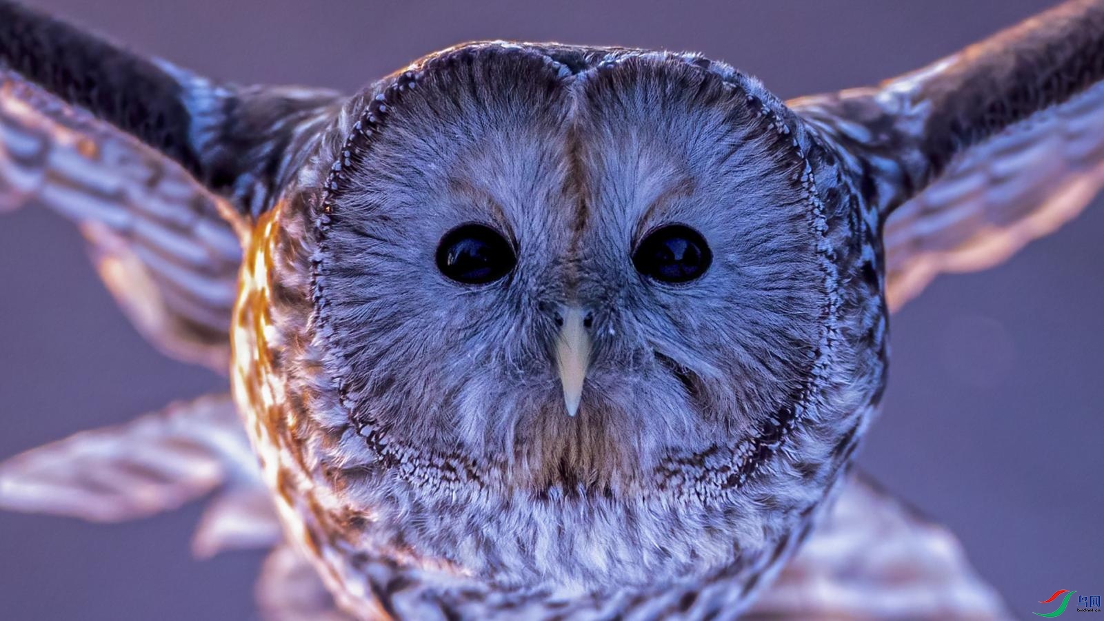 ������-����-��������ˮ-Longtail Wood Owl.jpg