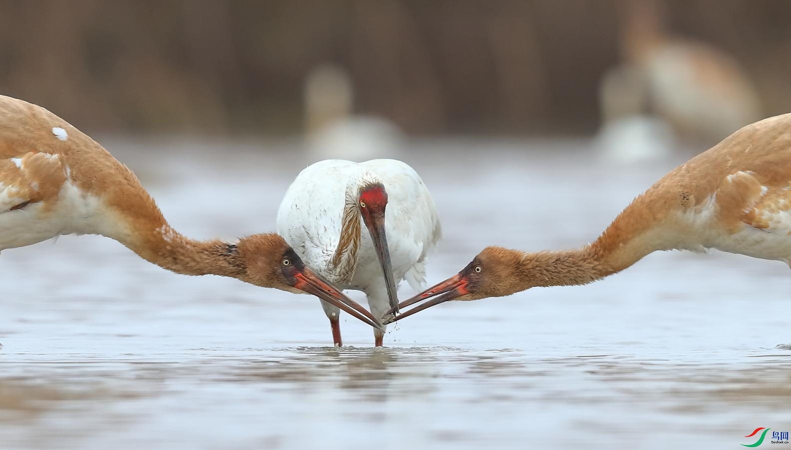 ��Ȼ��-��-����-Mother's Love.jpg