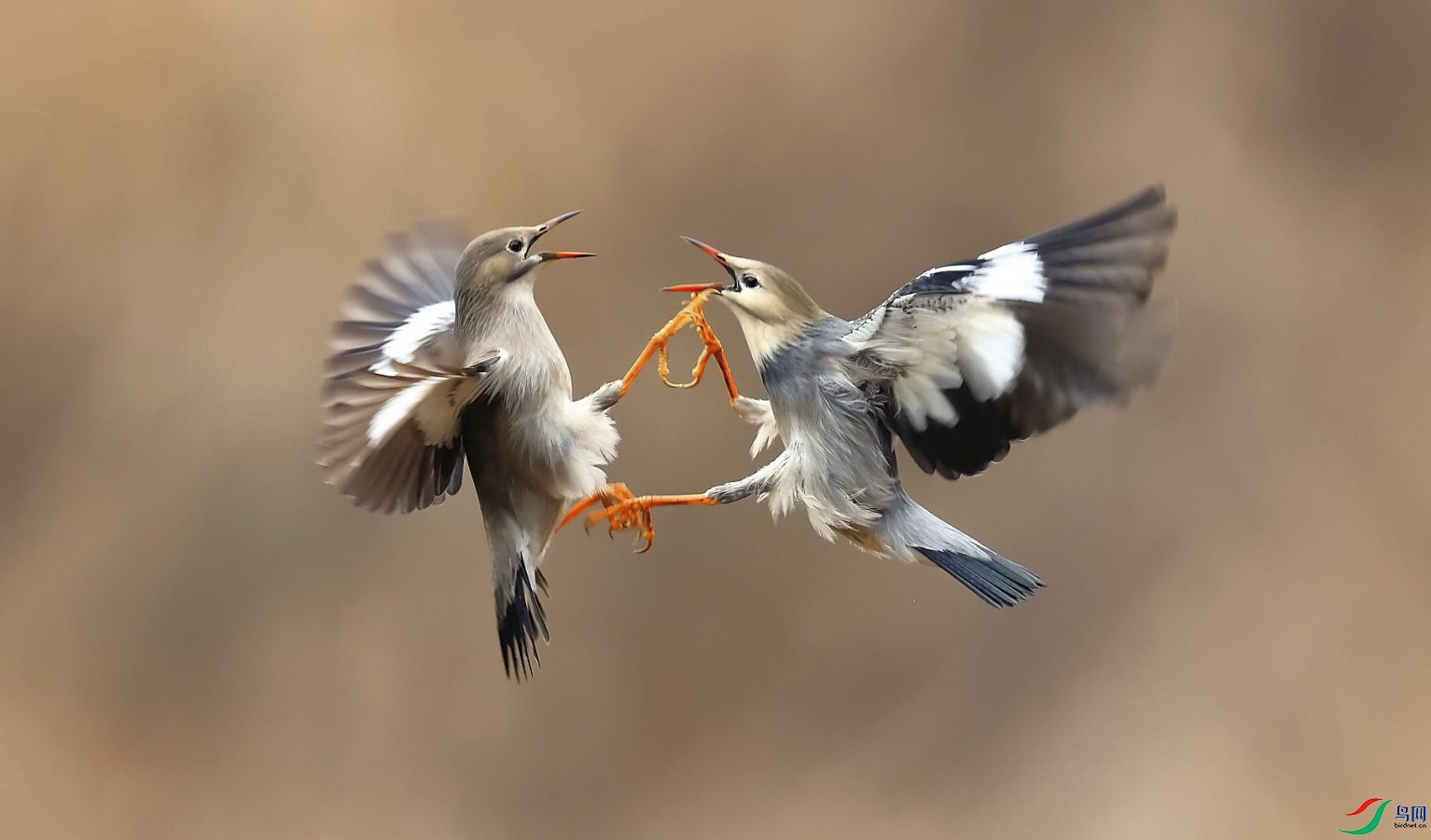 ��ɫ��-���-����-Duel ����.jpg
