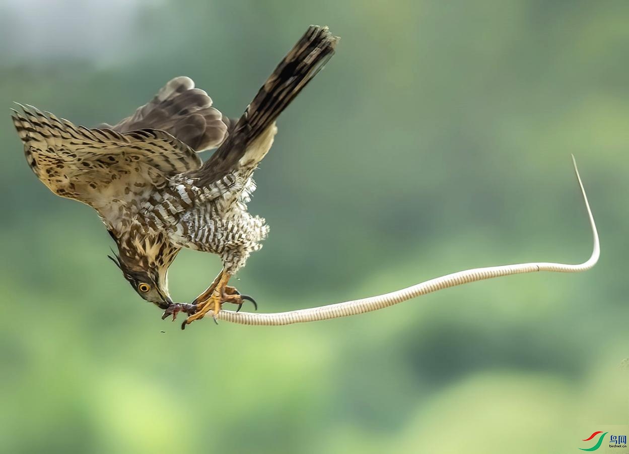 ��Ȼ��-���-����-Air Meal.jpg