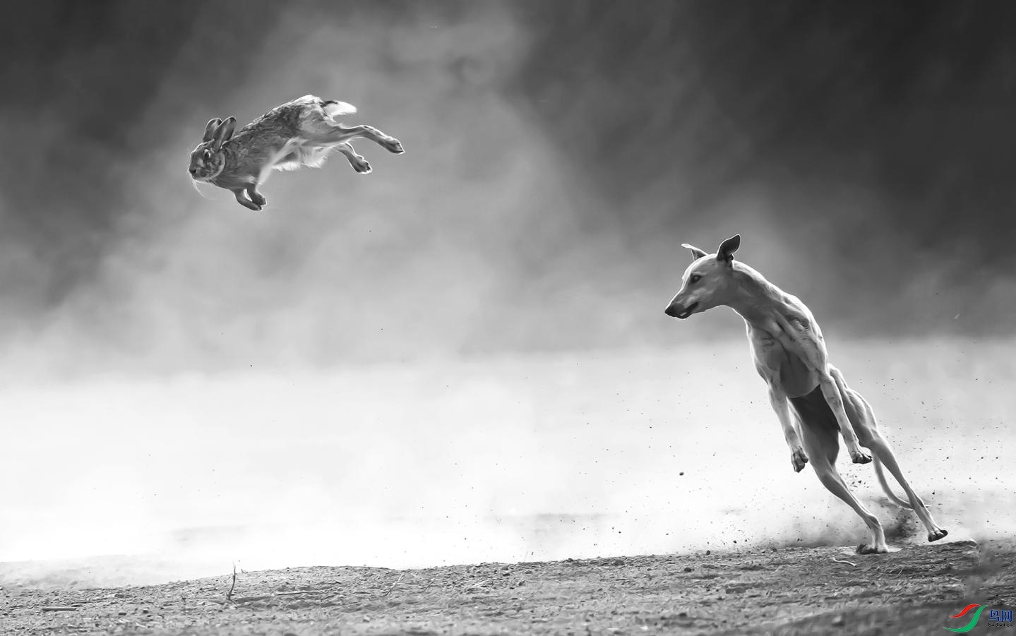 �ڰ���-練�-�ϱ��´�-Chasing.jpg