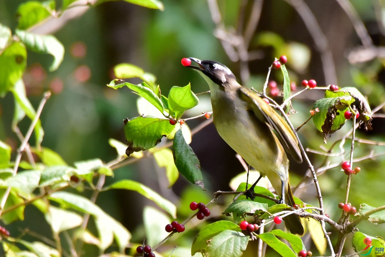 DSC_0683.JPG