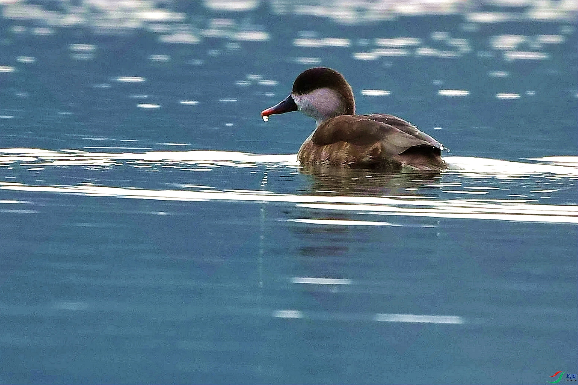 DSC_3179_����.jpg