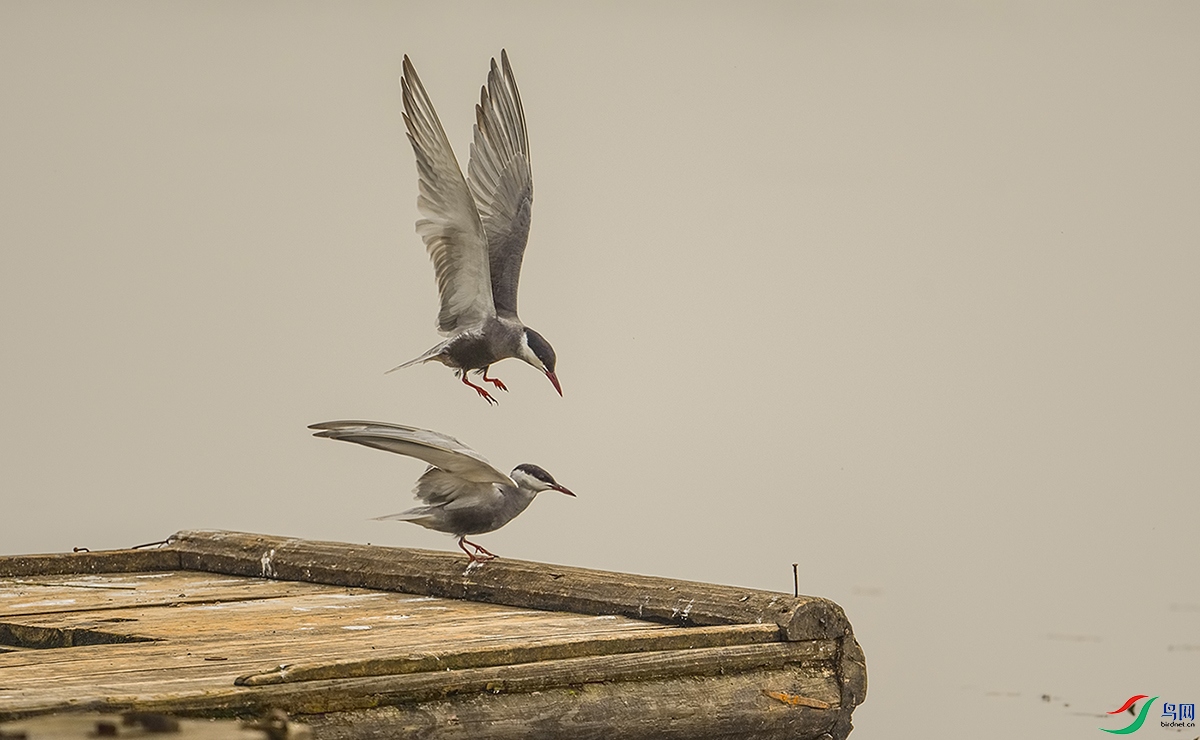 DSC_4457.jpg