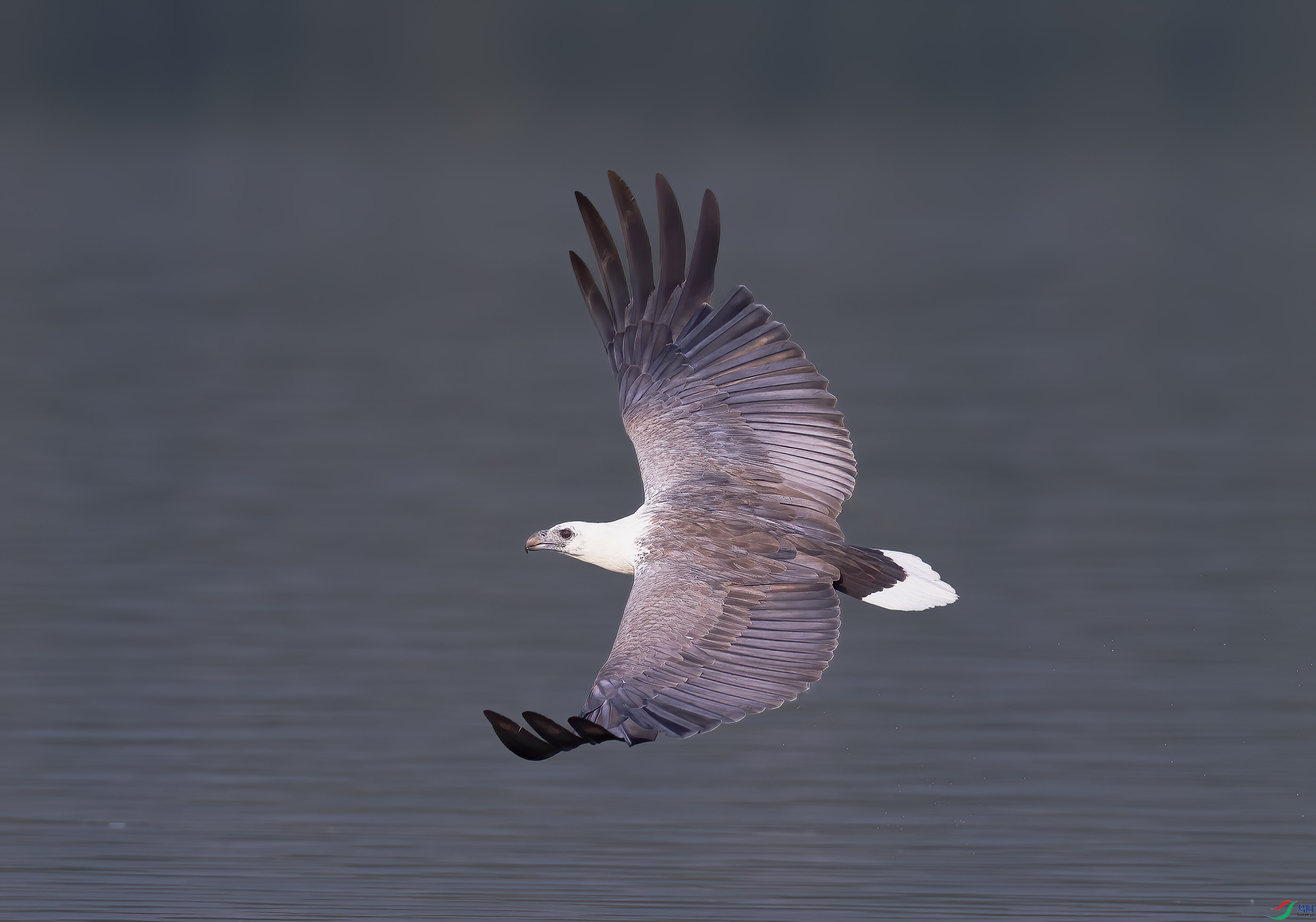白腹海雕飞翔