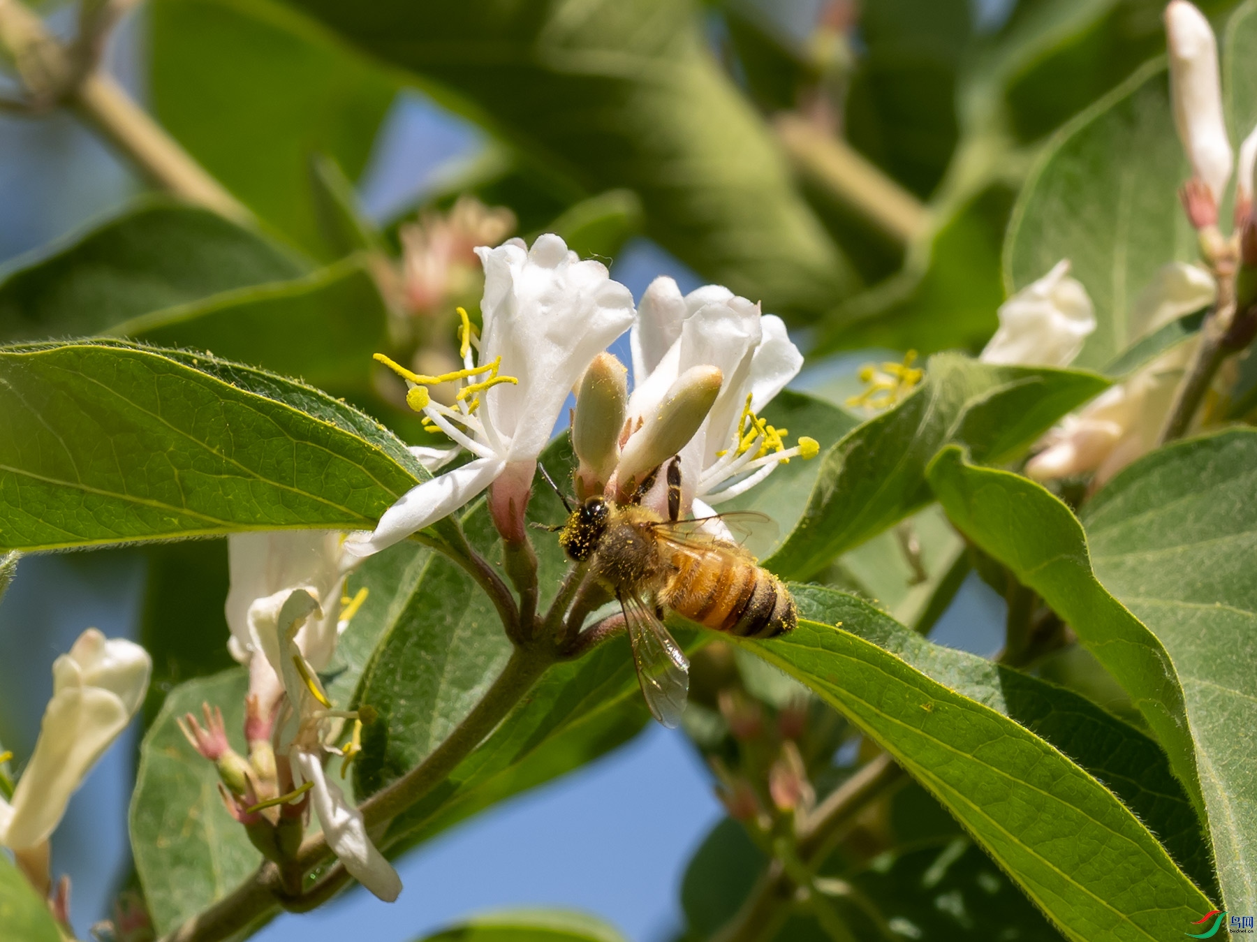 �۷����̶�