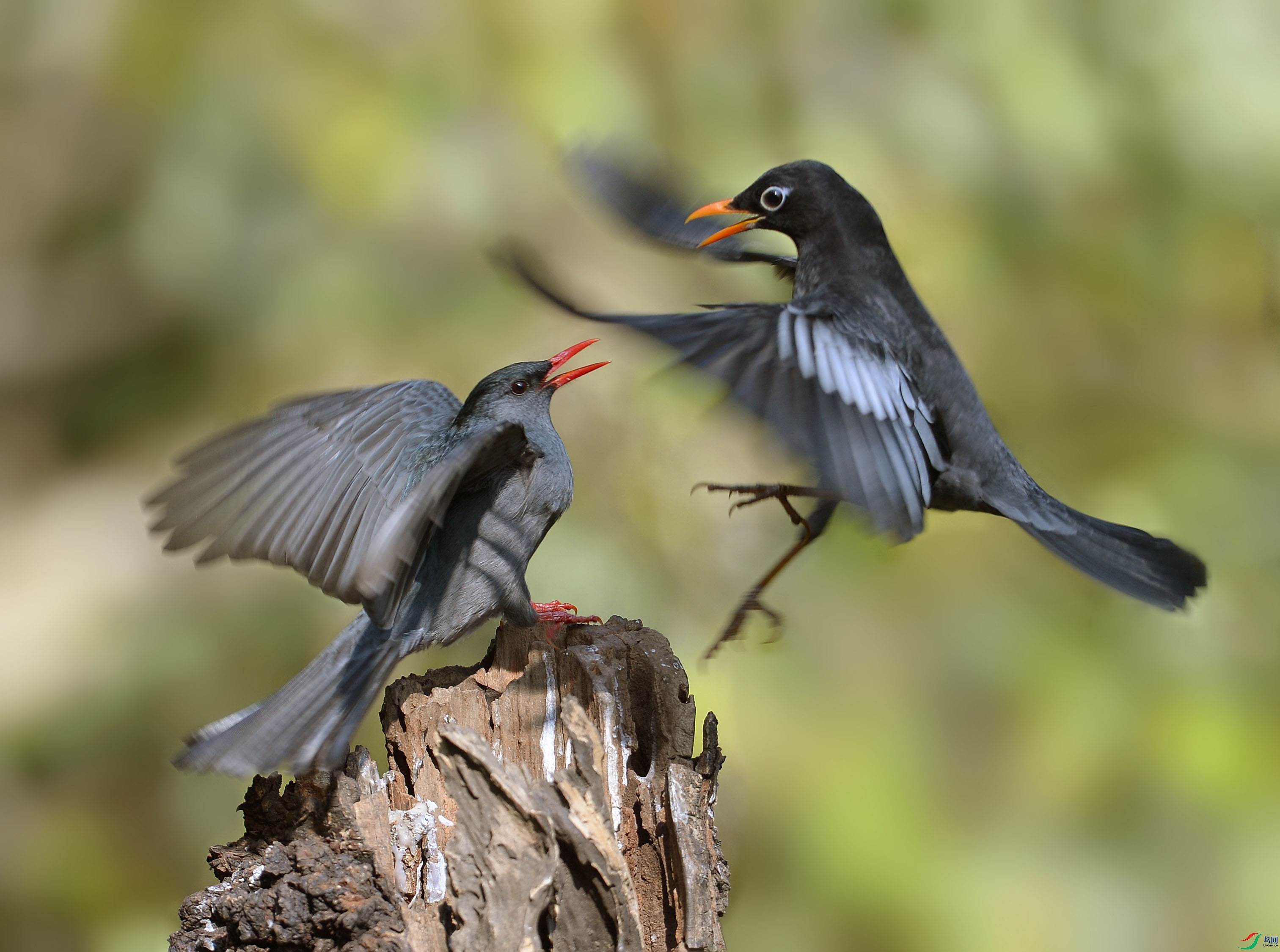 _DSC4375 - ����.JPG