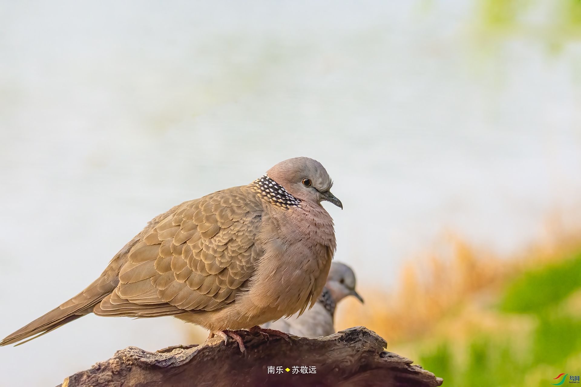_DSC7011С.jpg