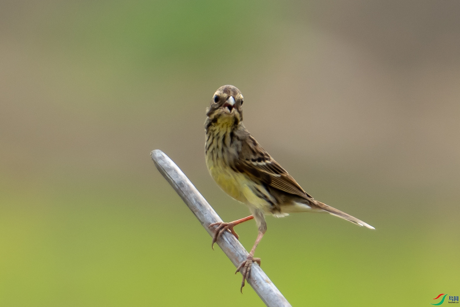 DSC08053-1.JPG