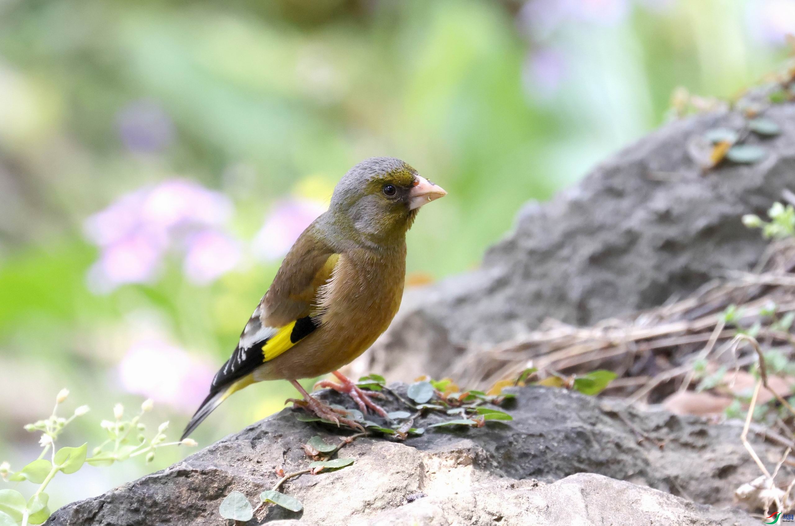 ������С �����ع� 0E5A9691.JPG