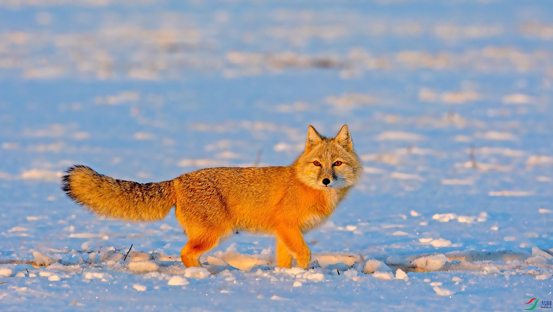 冬日沙狐