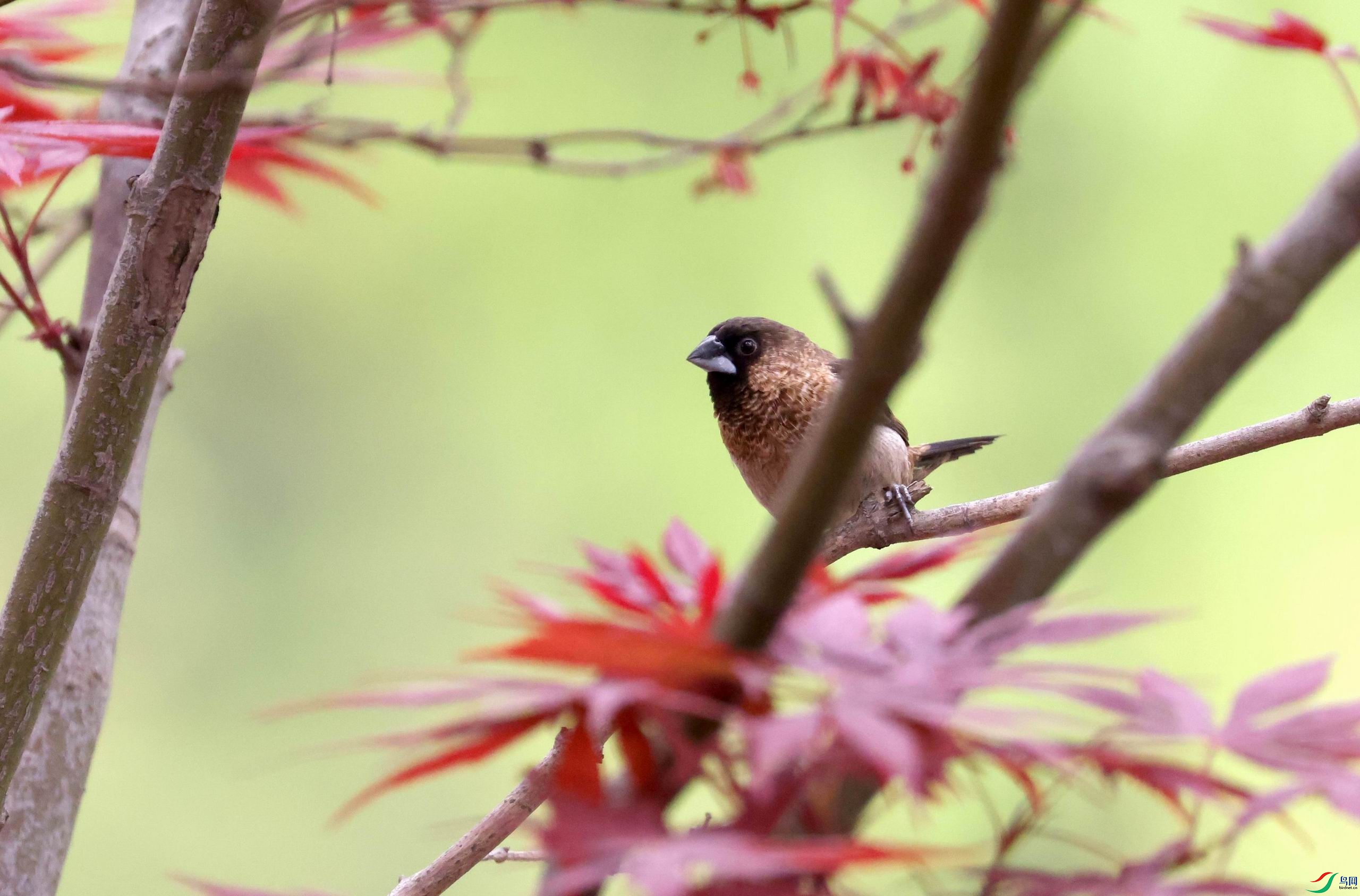 ������С �����ع� 0E5A9163.JPG