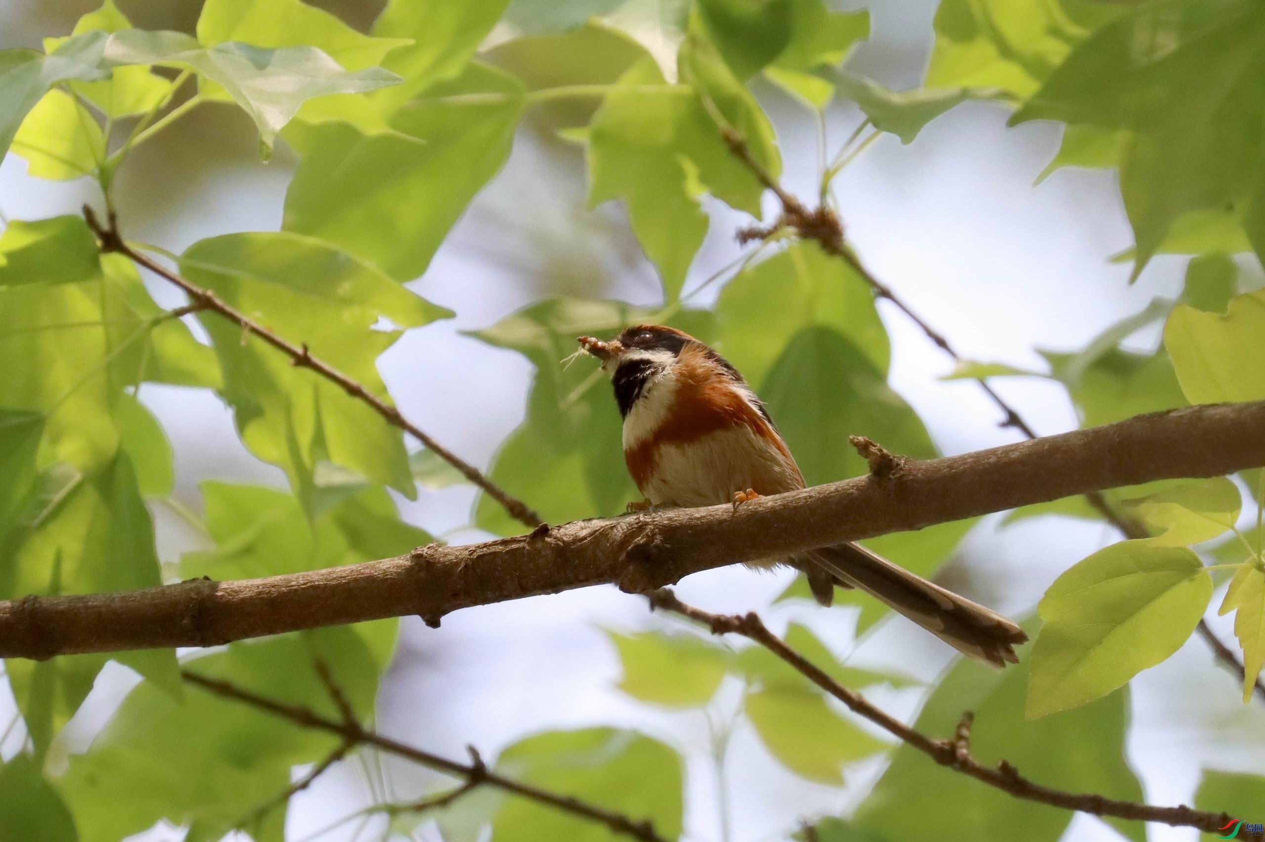 ������С �����ع� IMG_9581.JPG