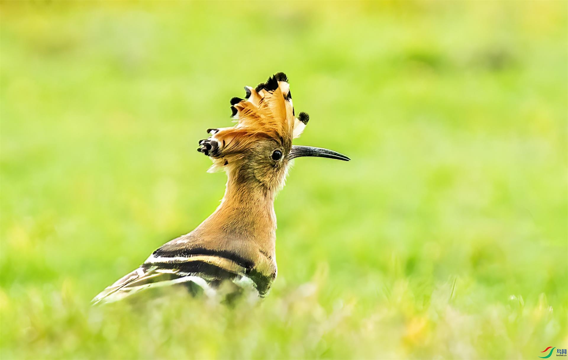 DSC08442 ����.jpg