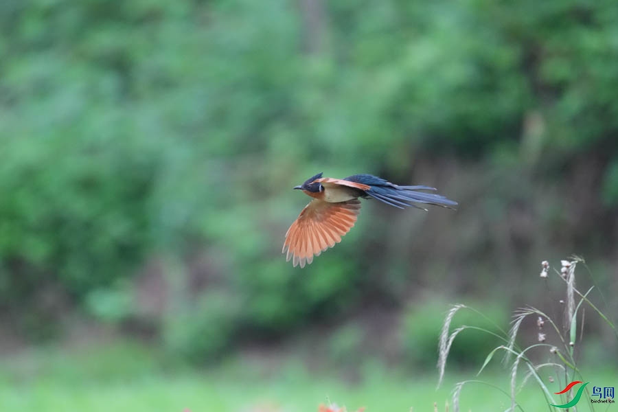 DSC08394_cr-8.jpg