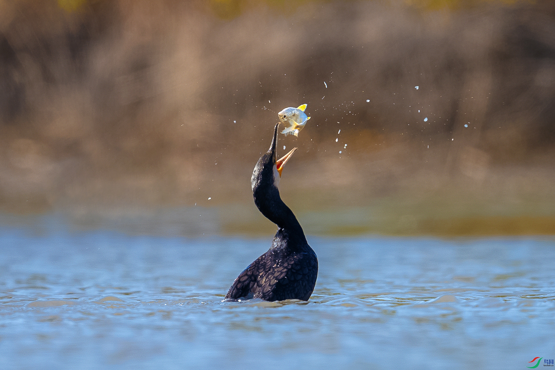 AO4I8710-2 ����.jpg