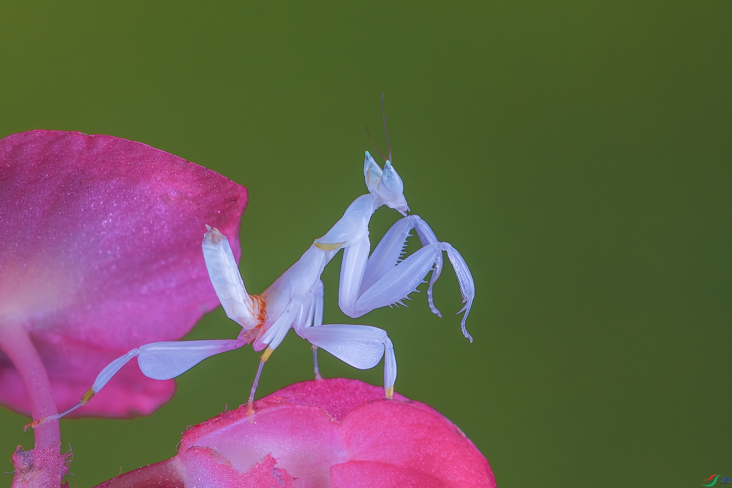 兰花螳螂图片摄影作品图片