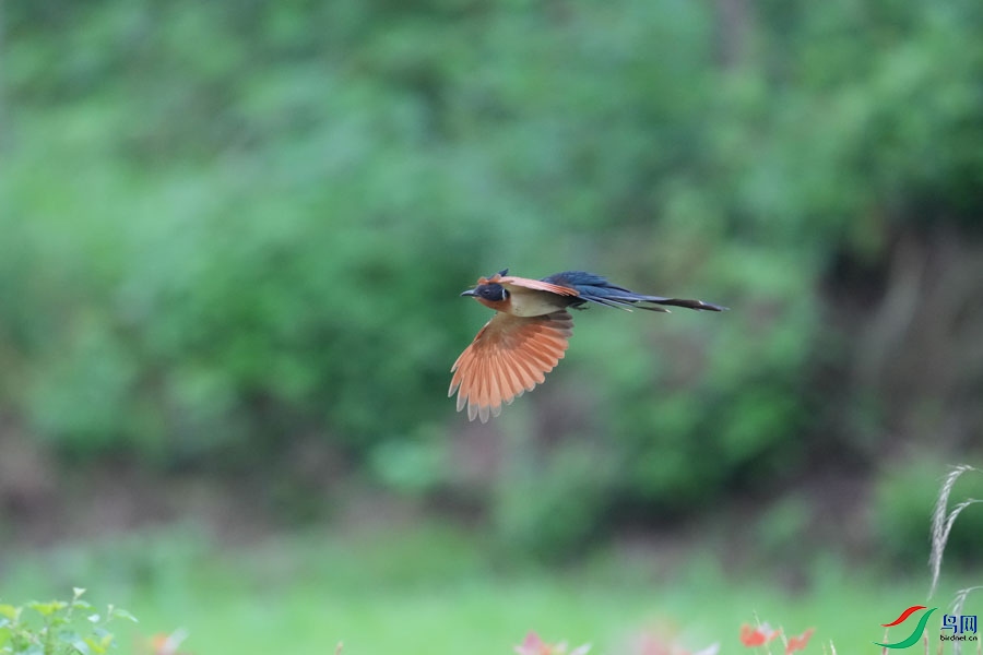 DSC08396_cr-10.jpg