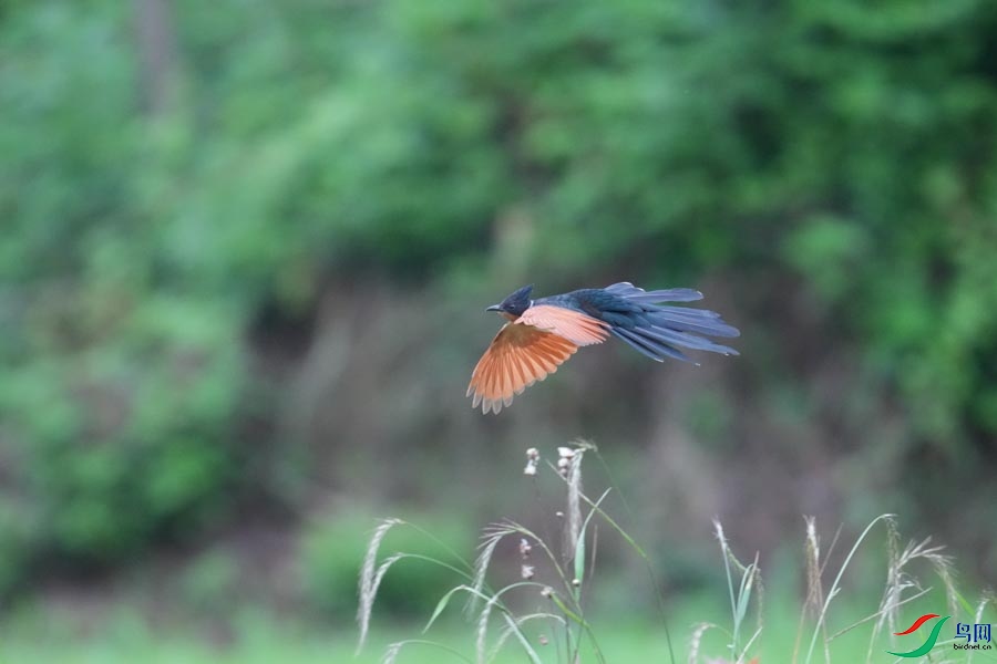 DSC08391_cr-5.jpg