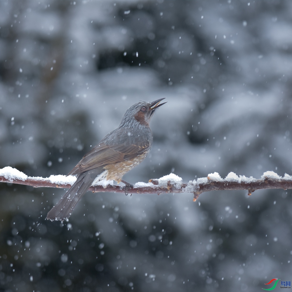 _DSC4076-d.jpg
