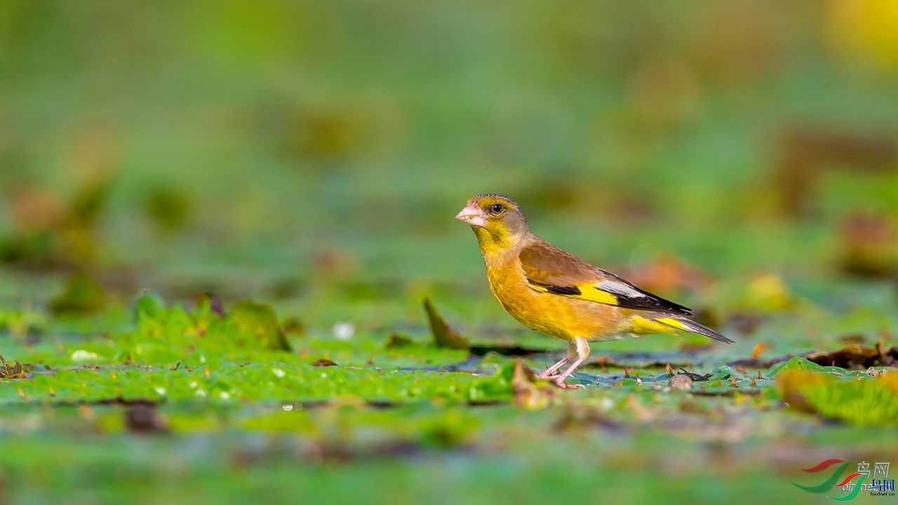 ����С��  ��ʦ�����ںӱ�ʡ��ɽ��.jpg